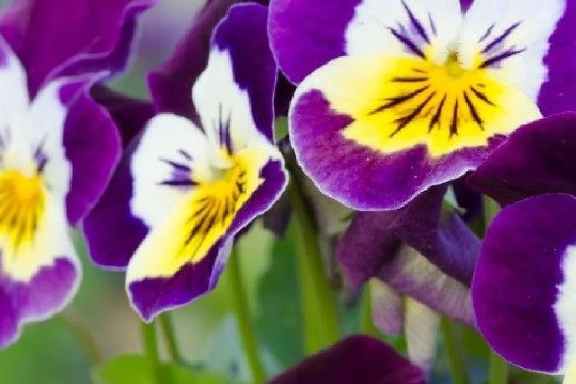 Lila und weiße Stiefmütterchen